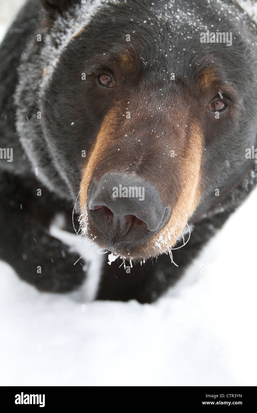 CAPTIVE: Elevato angolo portrait grandi Black Bear guardando verso l'alto Alaska Wildlife Conservation Centre centromeridionale Alaska inverno Foto Stock