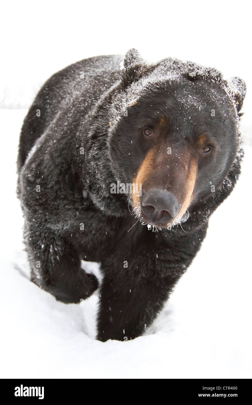 CAPTIVE: Elevato angolo portrait grandi Black Bear guardando verso l'alto Alaska Wildlife Conservation Centre centromeridionale Alaska inverno Foto Stock