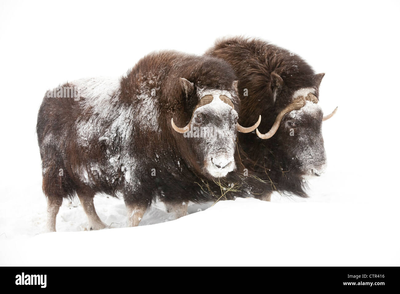 CAPTIVE: tre femminili Musk Ox stand nella neve profonda durante una tempesta di neve, Alaska Wildlife Conservation Centre, centromeridionale Alaska Foto Stock
