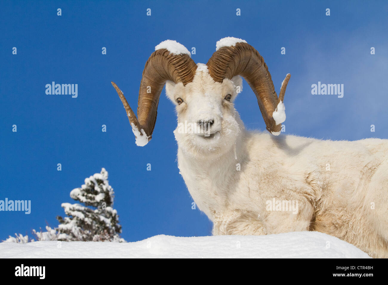 Close up di un full-curl dallâ pecore di ram con la neve sulle sue corna, Chugach Mountains, centromeridionale Alaska, inverno Foto Stock