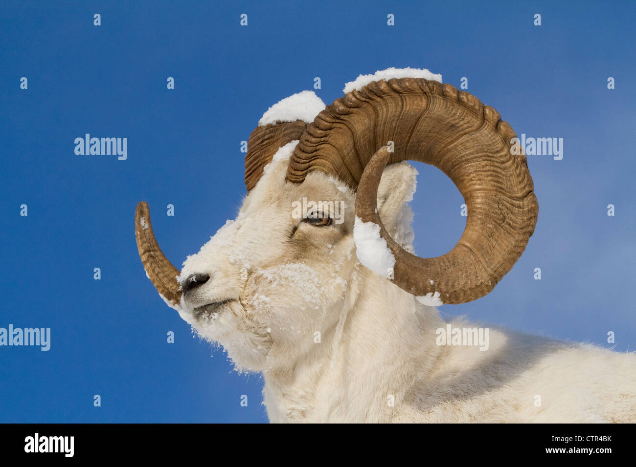 Close up di un full-curl dallâ pecore di ram con la neve sulle sue corna, Chugach Mountains, centromeridionale Alaska, inverno Foto Stock