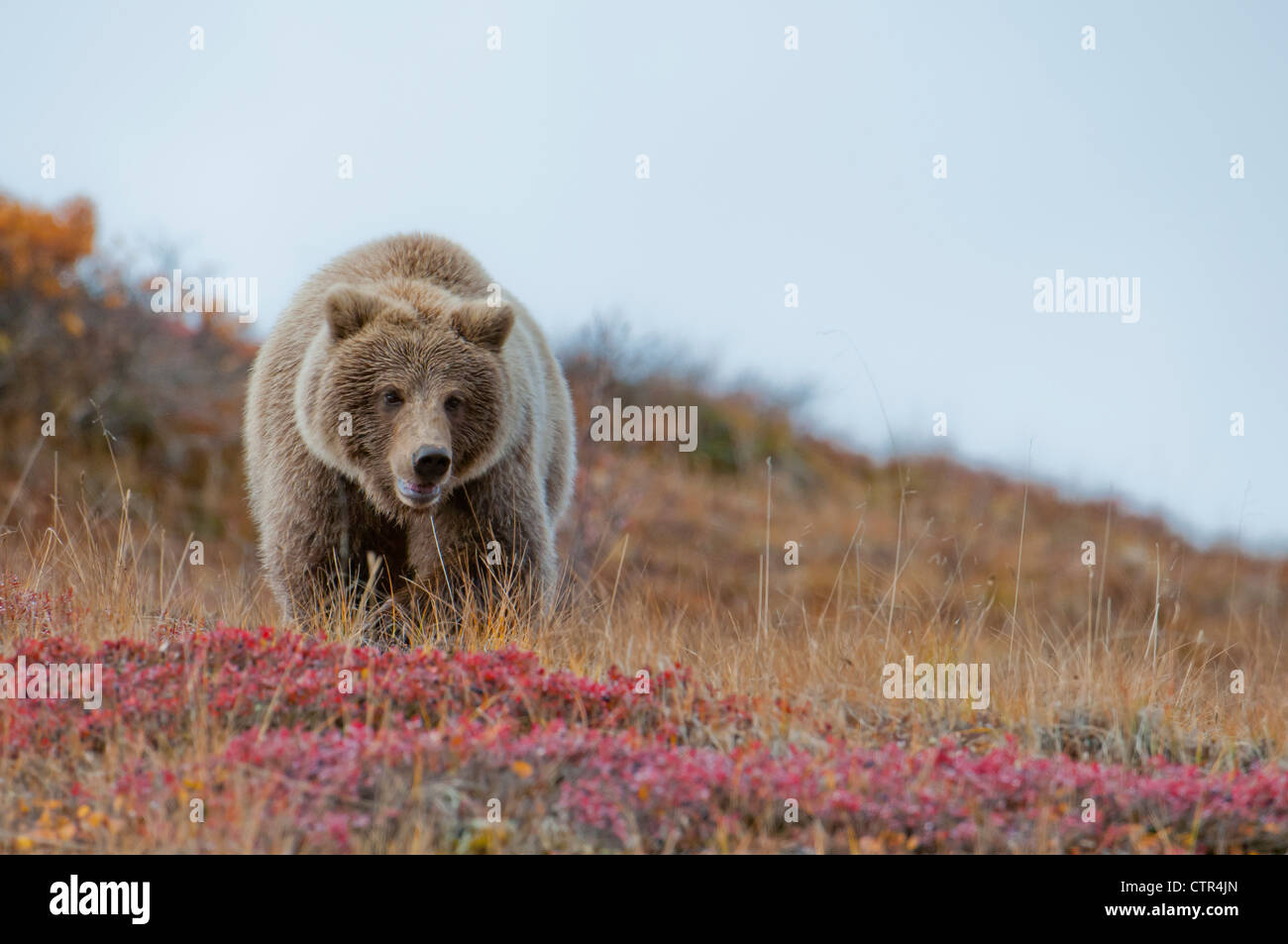 Grizzly camminando sulla tundra caduta nel Denali National Park & Preserve, Interior Alaska Foto Stock