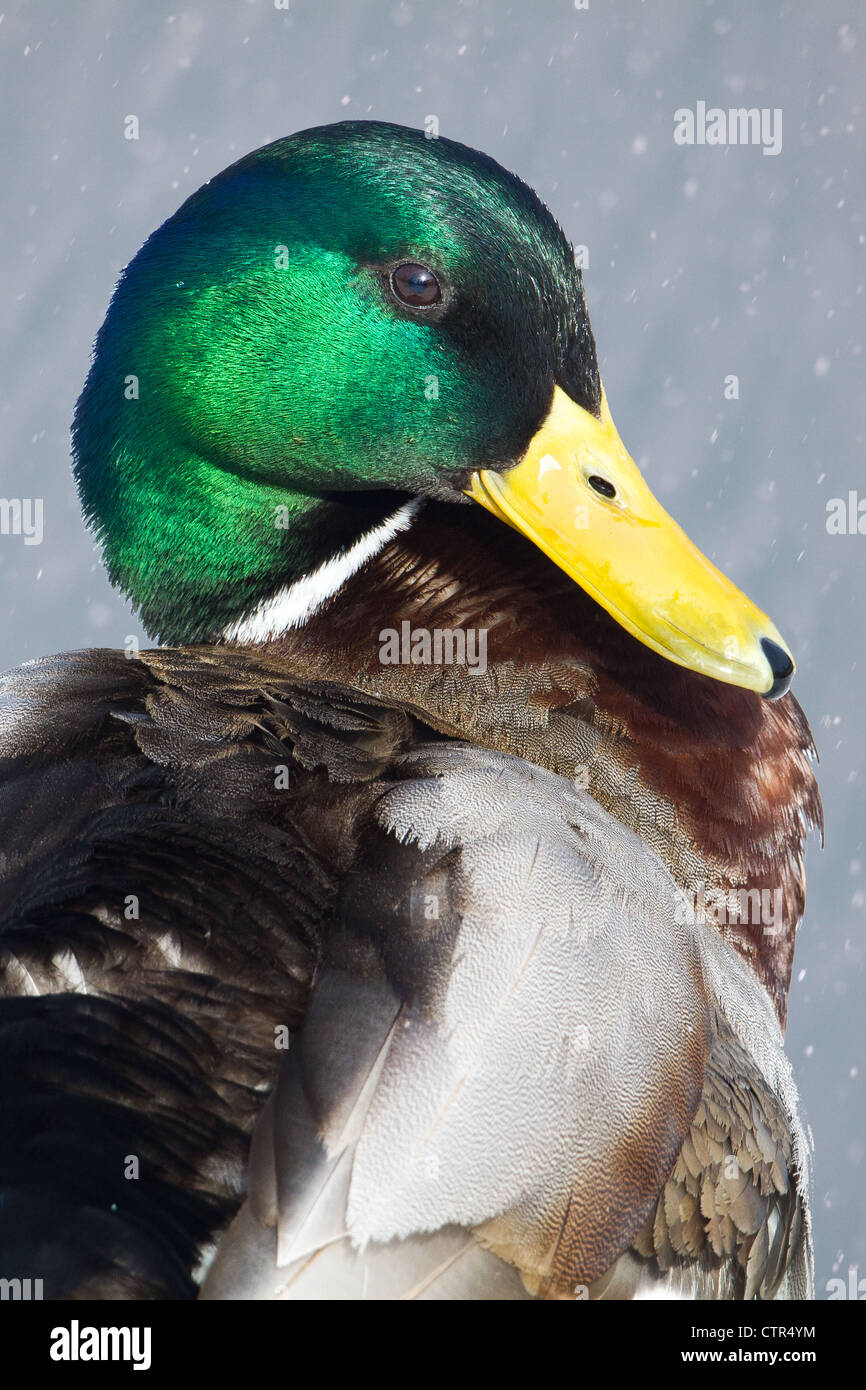 Ritratto di Drake Mallard duck at Westchester Lagoon, Anchorage, centromeridionale Alaska, molla Foto Stock