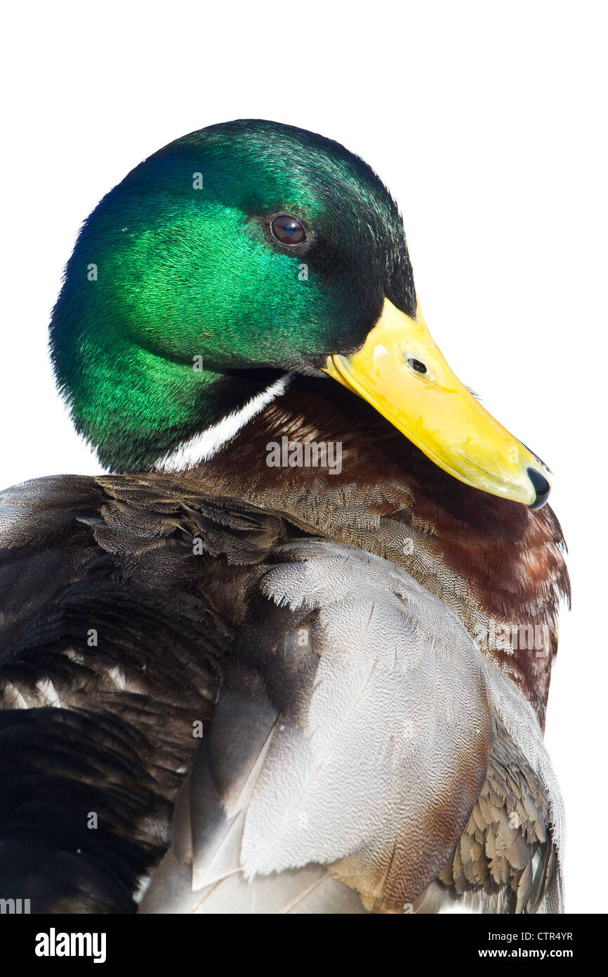 Ritratto di Drake Mallard duck at Westchester Lagoon, Anchorage, centromeridionale Alaska, molla Foto Stock