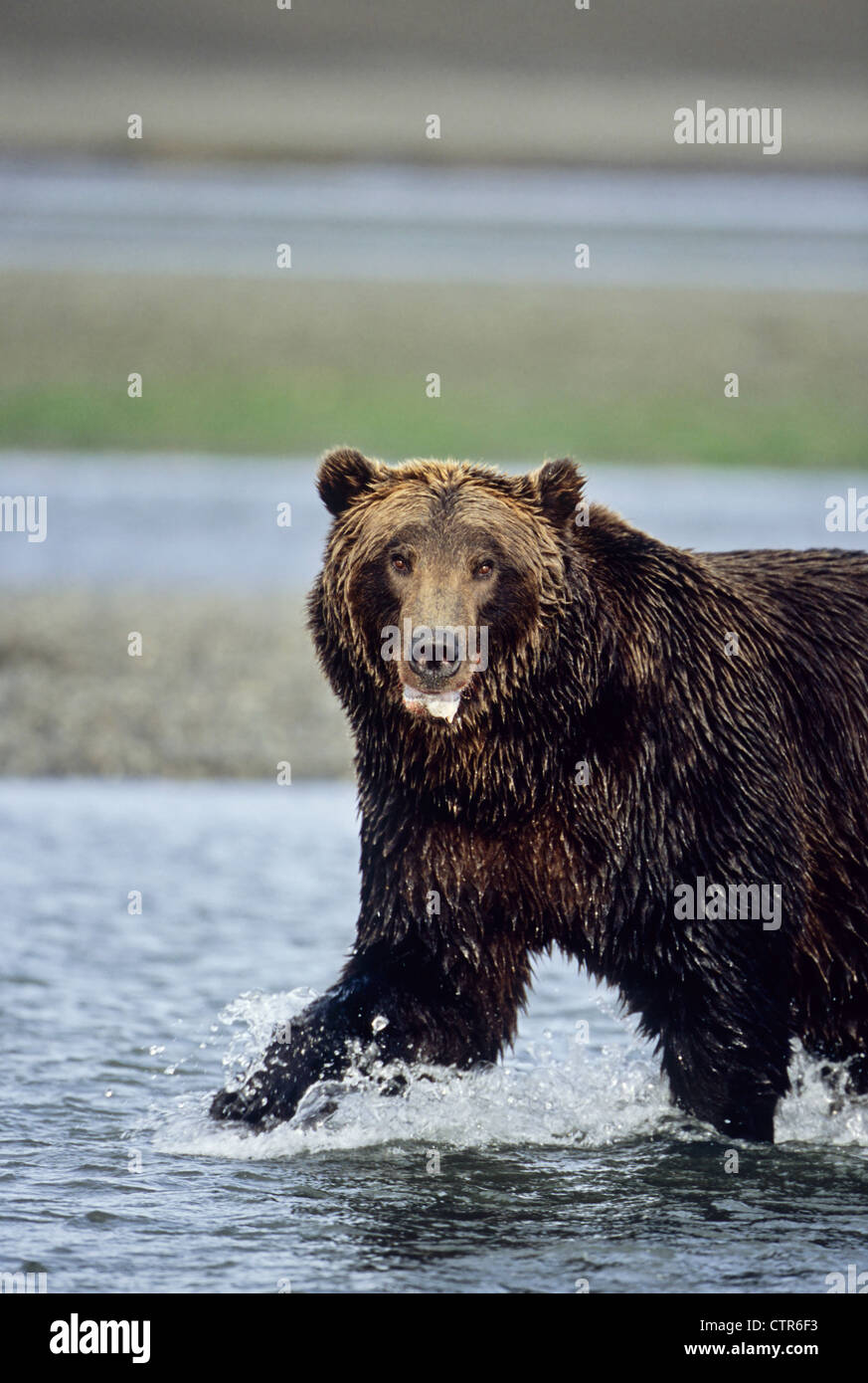 Orso bruno camminando in Hallo Creek con schiuma sulla bocca da stress, Hallo Bay, Katmai National Park & Preserve, Alaska, Autunno Foto Stock