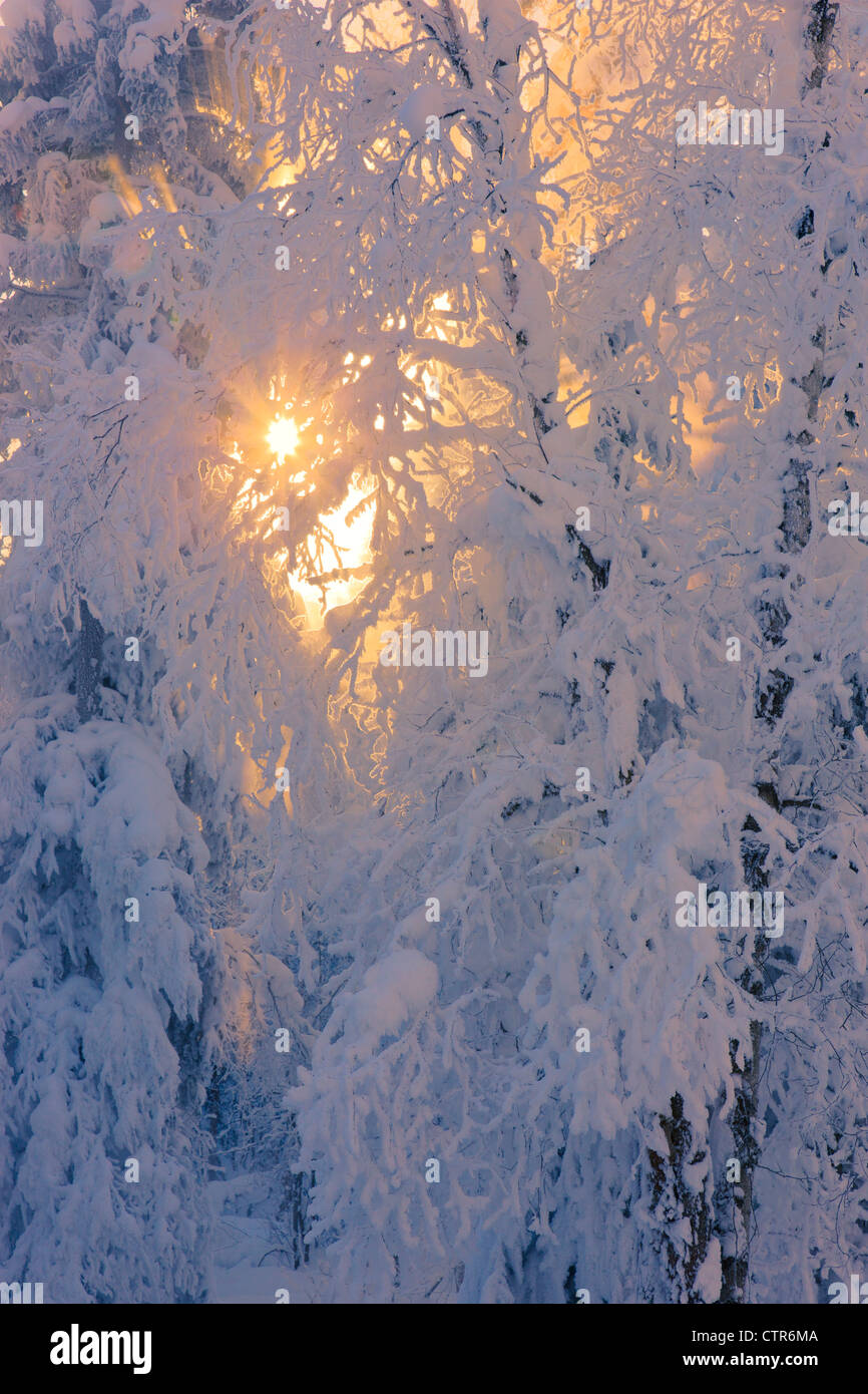 Sole che filtra attraverso la nebbia in una brina coperto foresta, Jack russo Springs Park, Anchorage in Alaska,, migliorate digitalmente. Foto Stock