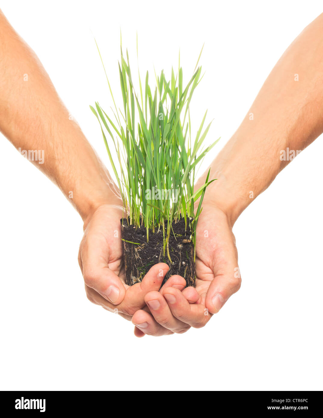 Le mani umane tenendo erba verde su bianco Foto Stock