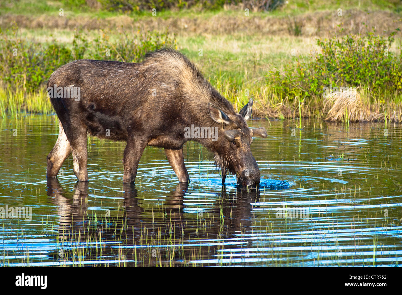 Un giovane bull l'alimentazione delle alci per il cibo in un laghetto nei pressi di Tony Knowles il sentiero costiero nel Parco Kincaid, Anchorage in Alaska,, molla Foto Stock