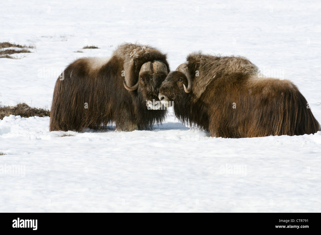 Due maschio buoi muschiati affacciate nella neve vicino Sagwon scogliere lungo la Dalton Highway, Arctic Alaska, molla Foto Stock