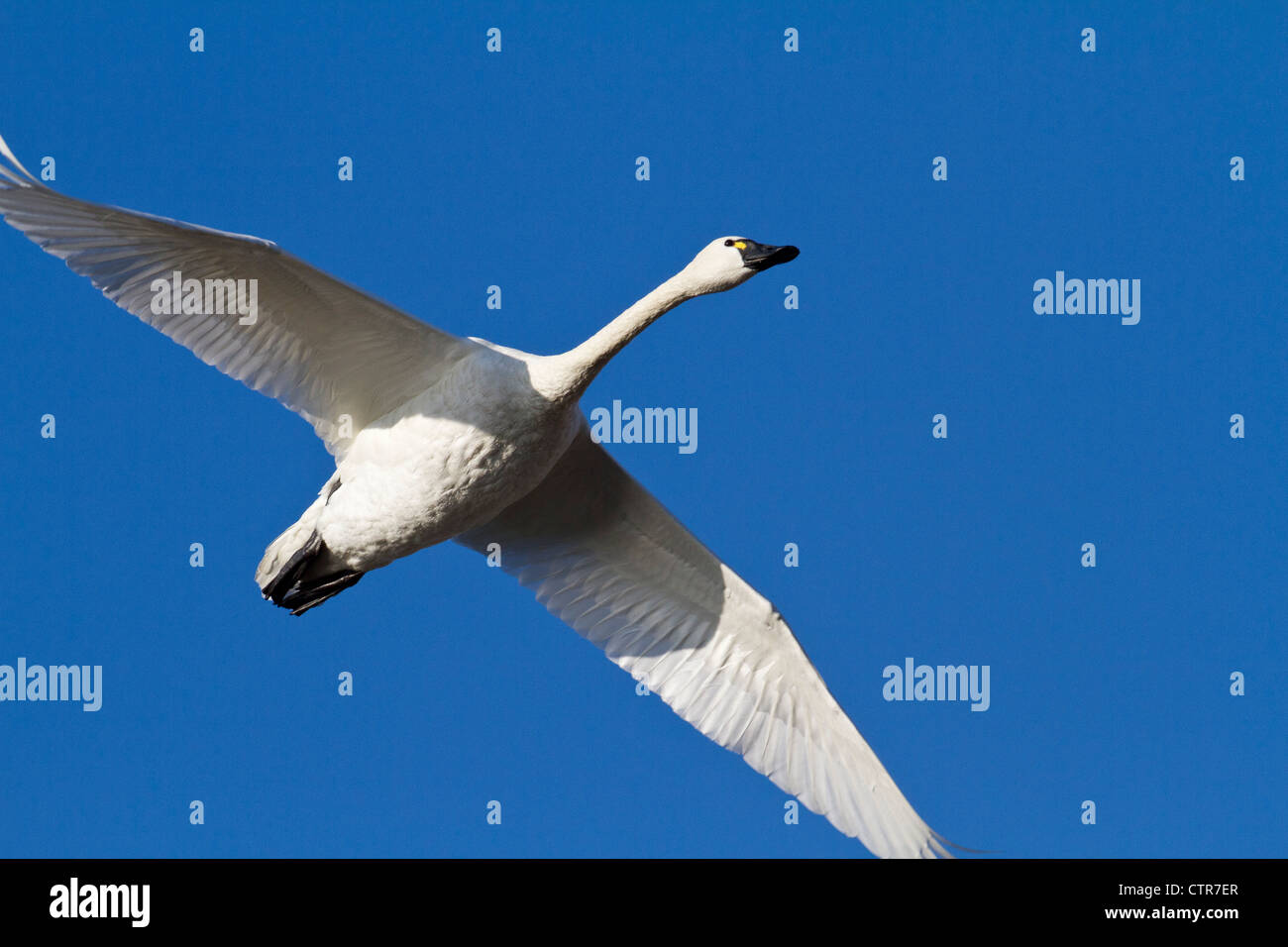 Trumpeter swan in volo su Potter Marsh con il blu del cielo sopra, centromeridionale Alaska, Autunno Foto Stock