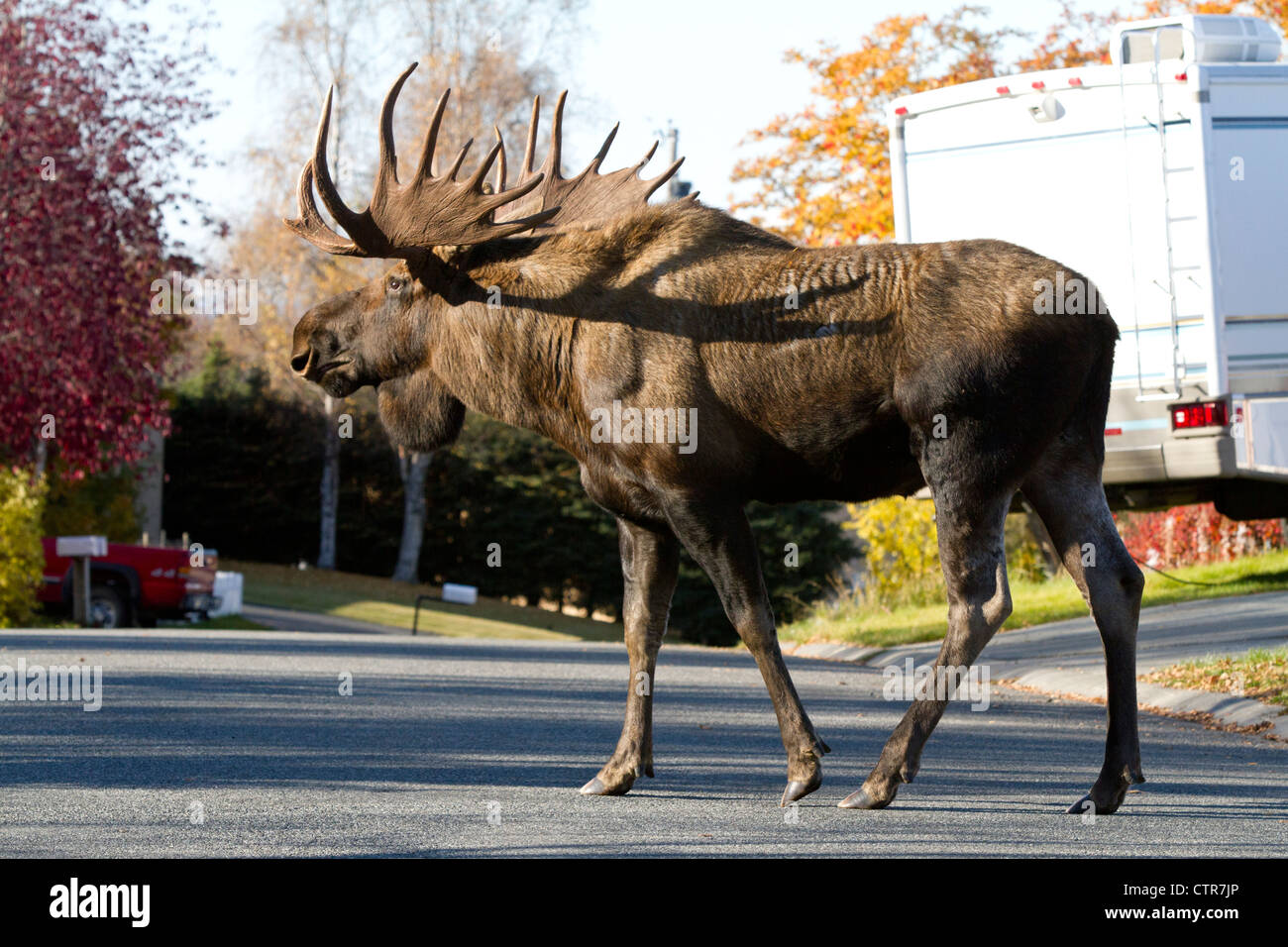 Grandi bull moose passeggiate lungo una strada residenziale, Anchorage, centromeridionale Alaska, Autunno Foto Stock