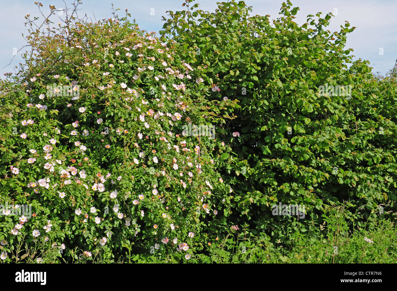 Rosa canina Rosa canina che fiorisce in inglese siepe accanto al nocciolo di bush. Foto Stock