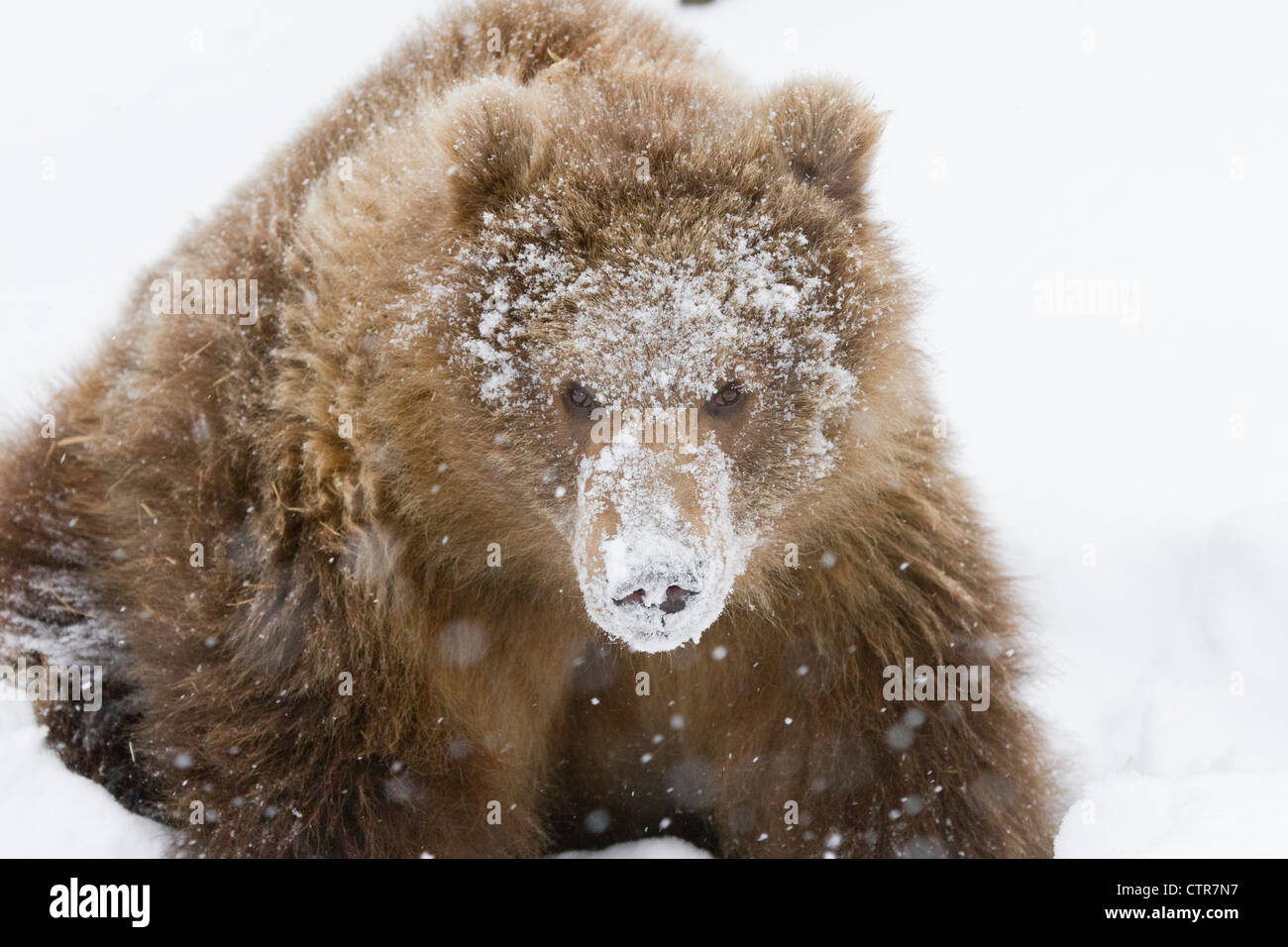 CAPTIVE: Marrone Kodiak Bear Cub femmina con la sua faccia coperta in fresco bianco della neve, Alaska Wildlife Conservation Centre, Alaska Foto Stock