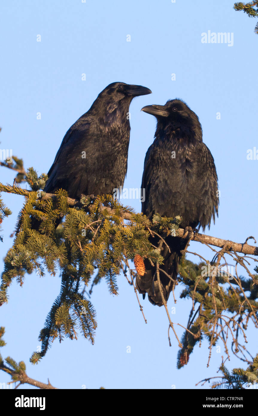 Una coppia di corvi seduti fianco a fianco su un arto abete vicino a Seward, centromeridionale Alaska, inverno Foto Stock