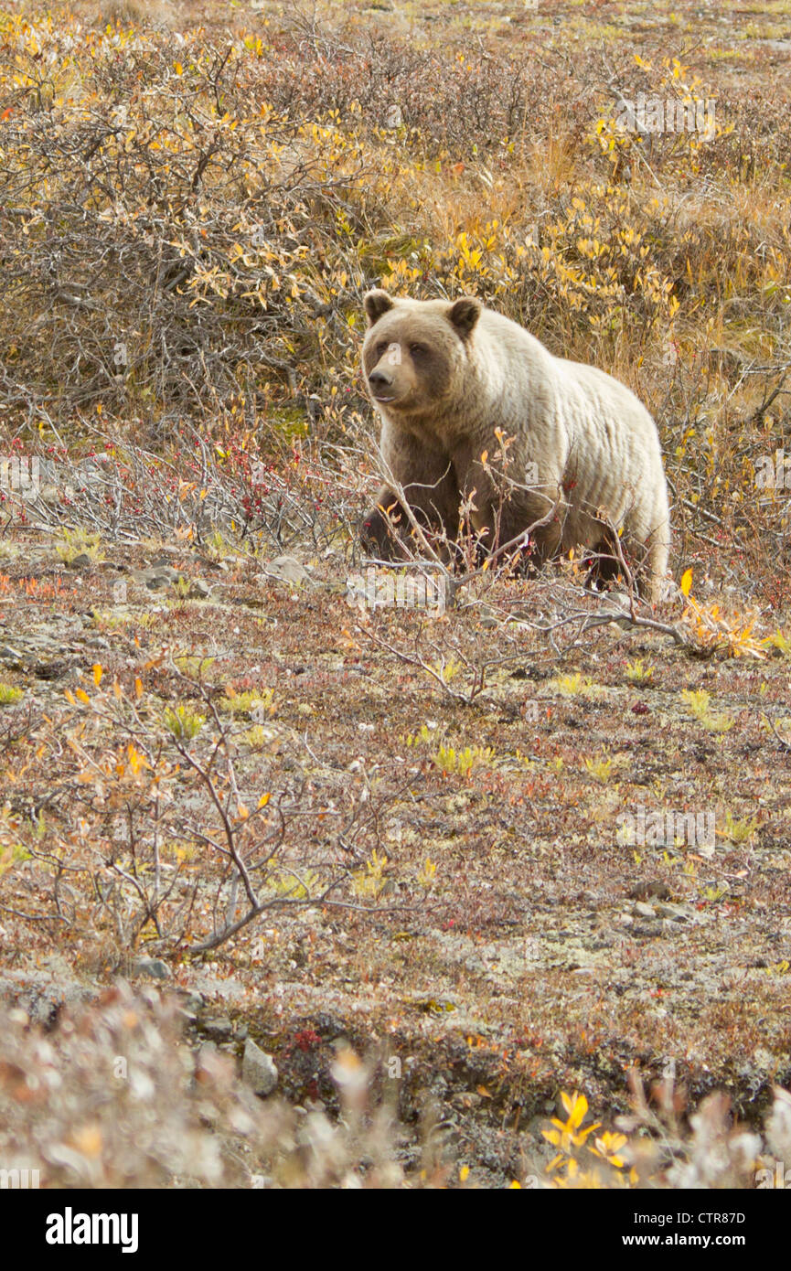 Grizzly in cerca di frutti di bosco vicino al fiume Toklat, Denali National Park & Preserve, Interior Alaska, Autunno Foto Stock