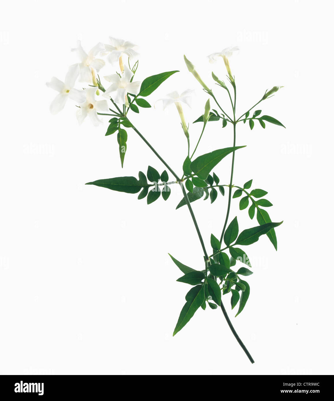 Jasminum cultivar, gelsomino, bianco, bianco. Foto Stock