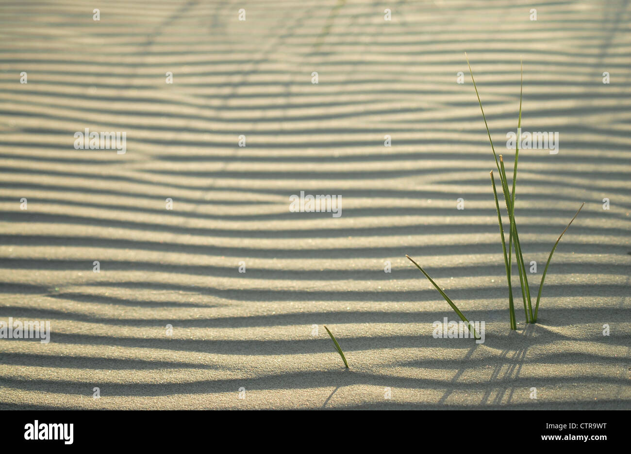 Increspature di sabbia, spiaggia a Aberdovey Foto Stock