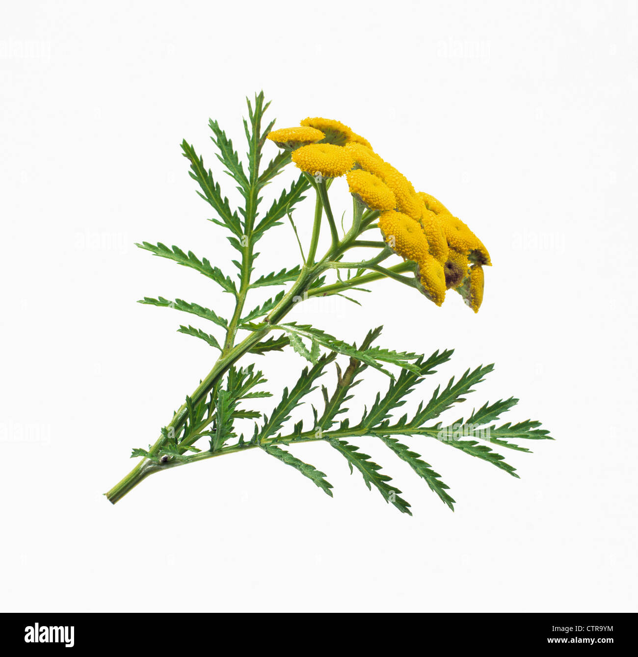 Tanacetum vulgare, Tansy, giallo, bianco. Foto Stock