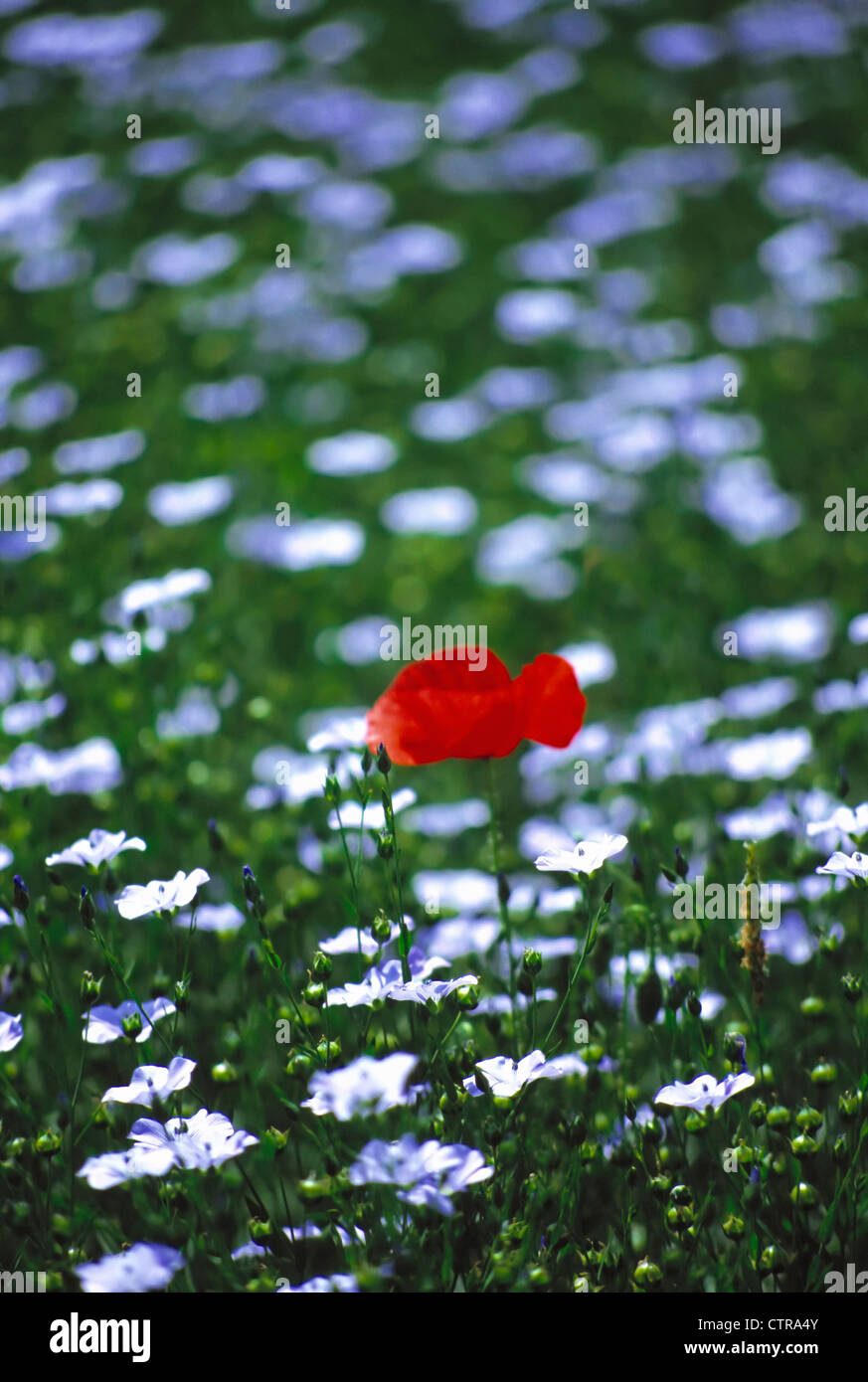 Papaver & Linum usitatissimum, semi di papavero e semi di lino, lino, rosso. Foto Stock