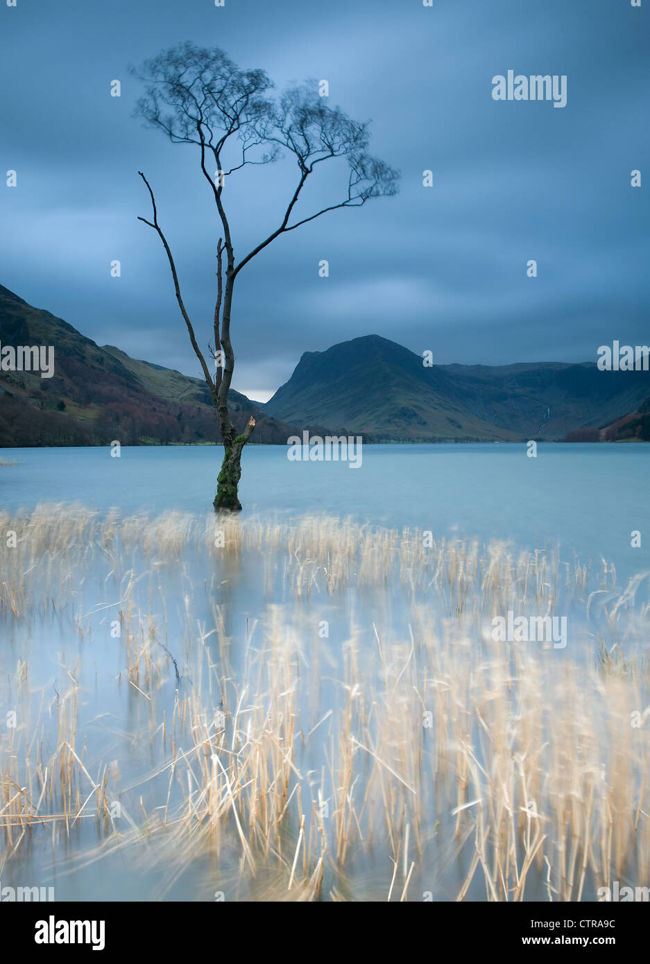 Albero nel lago, Buttermere, Cumbria Foto Stock