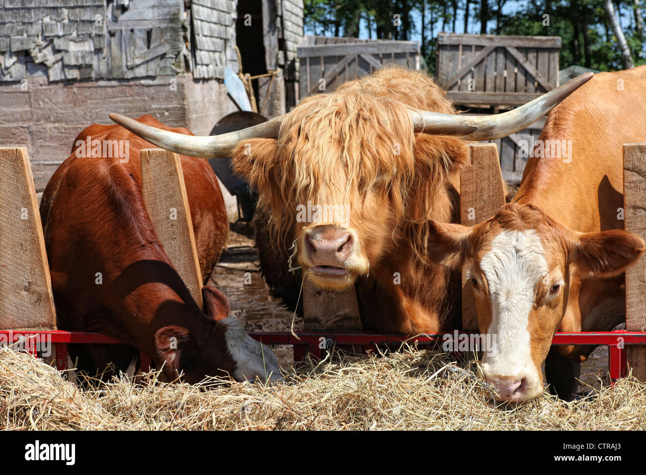 Highland scozzesi bovini e alcuni mix di bovini di razza di mangiare il fieno nella stalla. Foto Stock