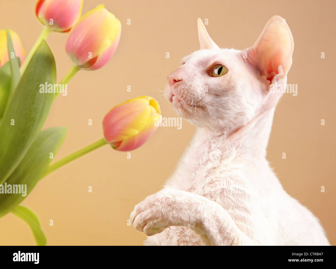 Un bianco Cornish Rex cat giocare con alcuni tulipani a molla. Foto Stock