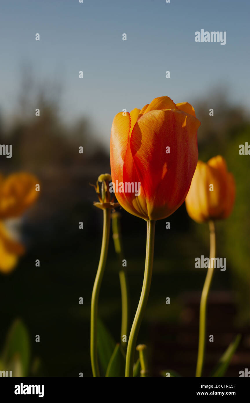 I tulipani in giardino con il tardo pomeriggio di luce che colpisce il loro lato sinistro Foto Stock
