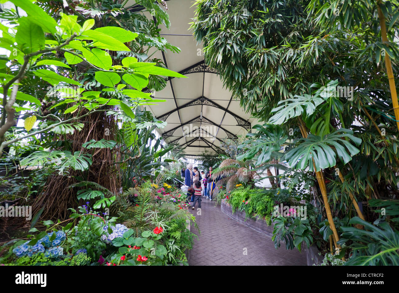 Pavilion serra tropicale, Buxton Derbyshire Peak District, UK. Foto Stock