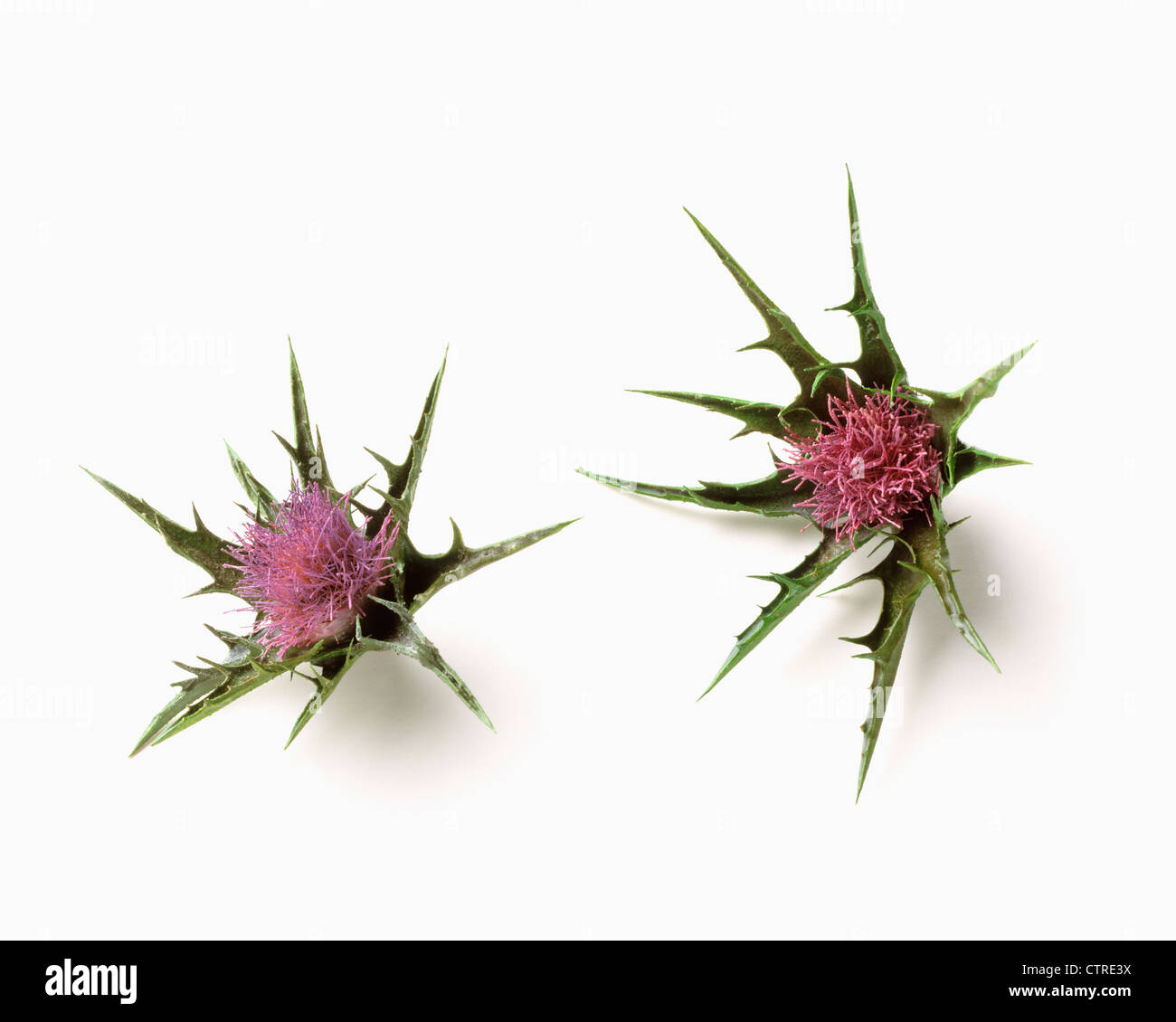 Silybum marianum, cardo, Beata Maria thistle, Viola, bianco. Foto Stock