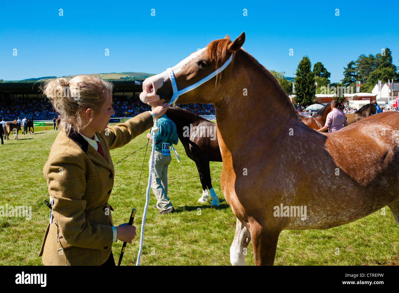 Cavallo e il gestore Royal Welsh Show Wales 2102 Foto Stock