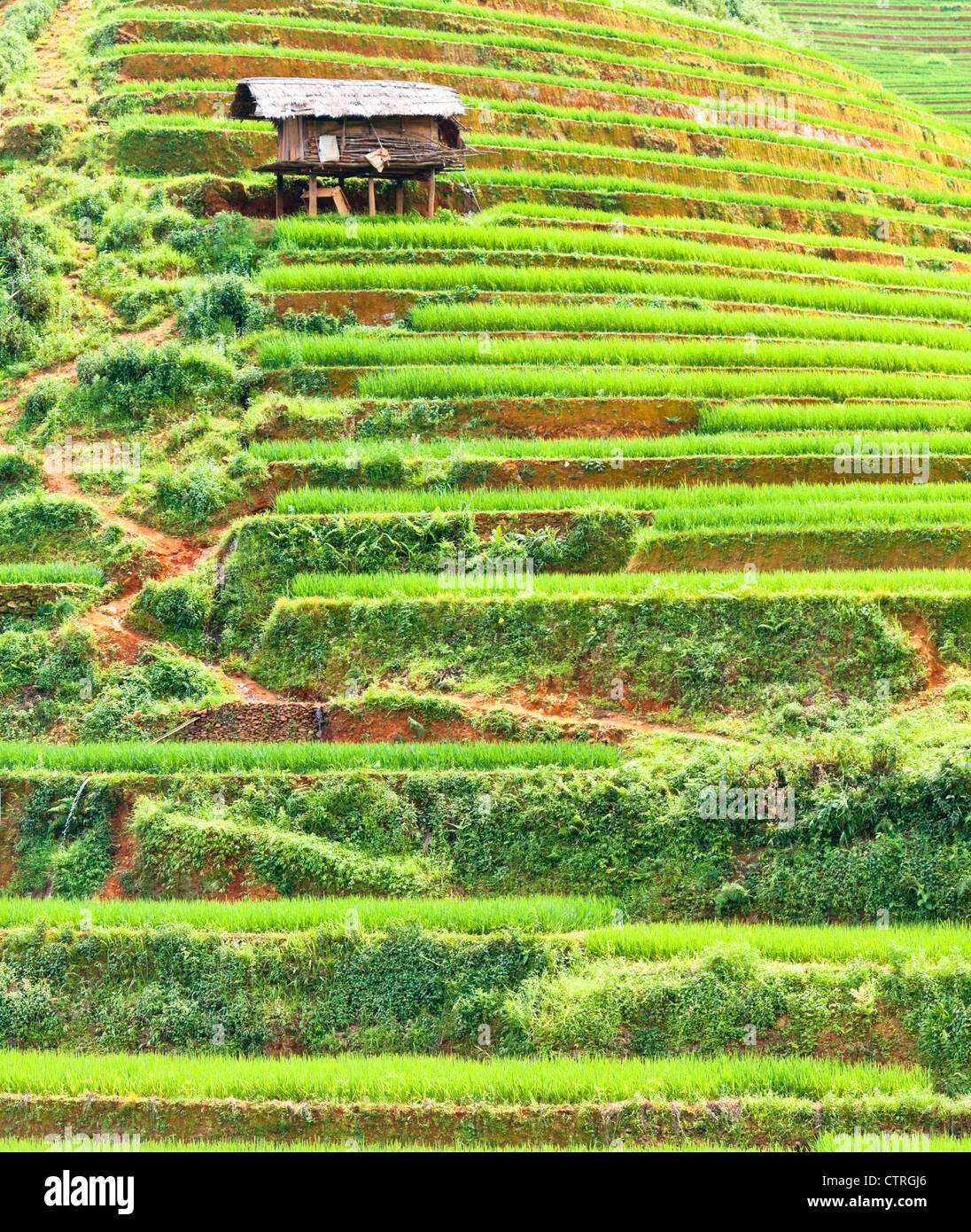 Bellissima vista di un risone campi Foto Stock