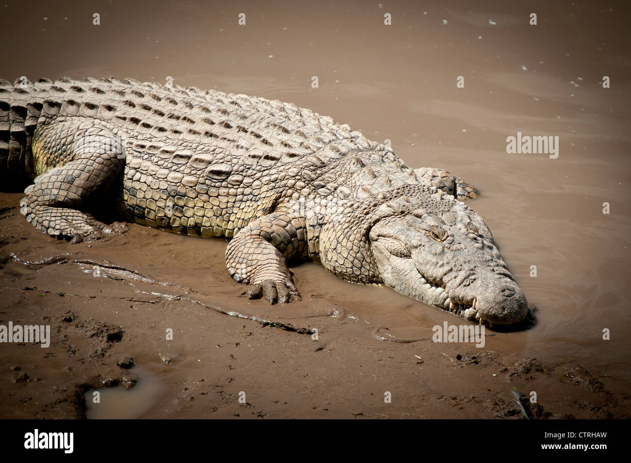 Crocodile poltrire nei fondali fangosi del Fiume Talek nel Maasai Mara Foto Stock