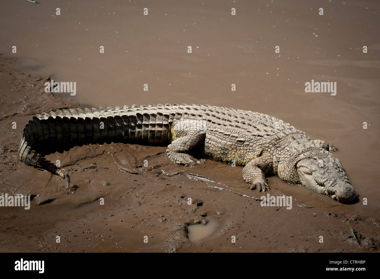 Crocodile poltrire nei fondali fangosi del Fiume Talek nel Maasai Mara Foto Stock