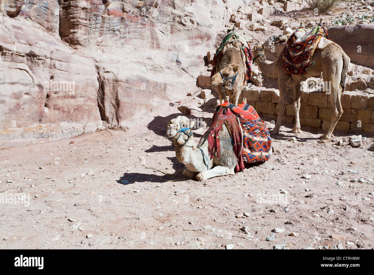 Bedouin cammelli in Petra, Giordania Foto Stock