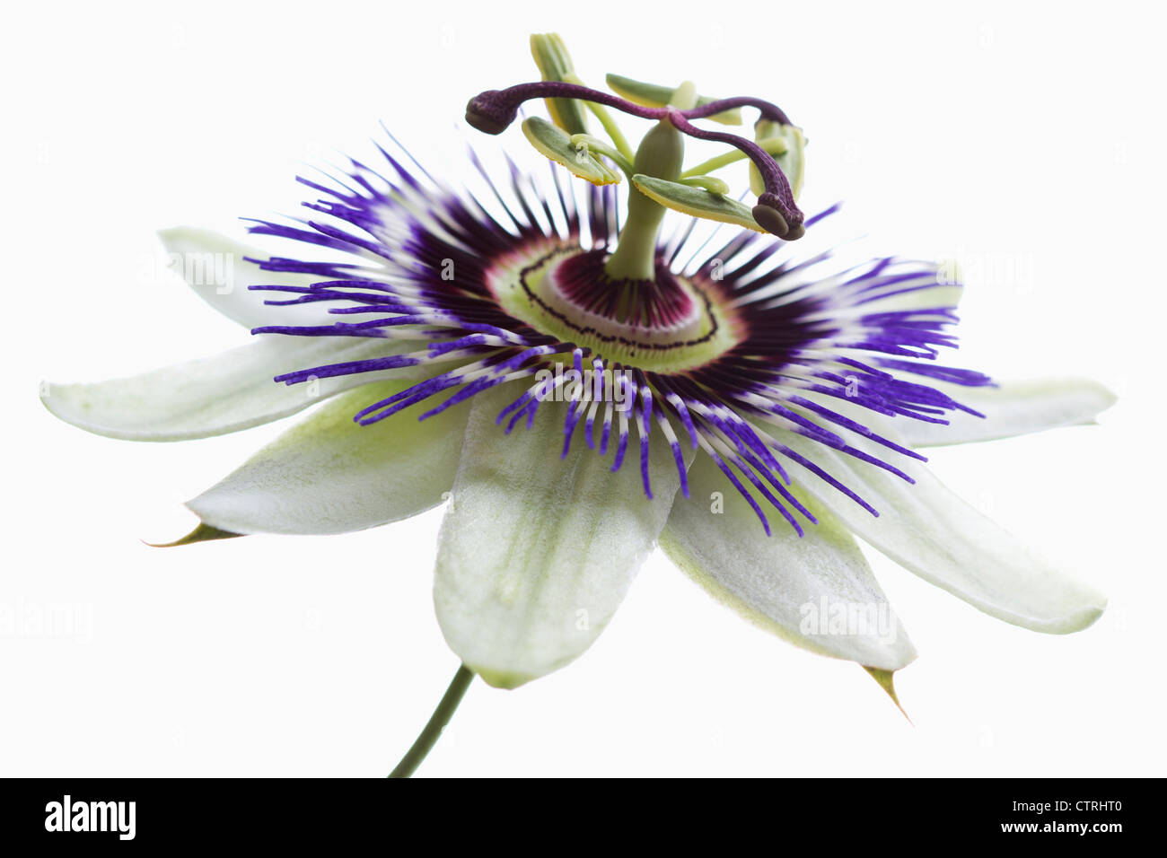 Passiflora caerulea, fiore della passione, bianco. Foto Stock Passiflora caerulea, fiore della passione, bianco. Foto Stock