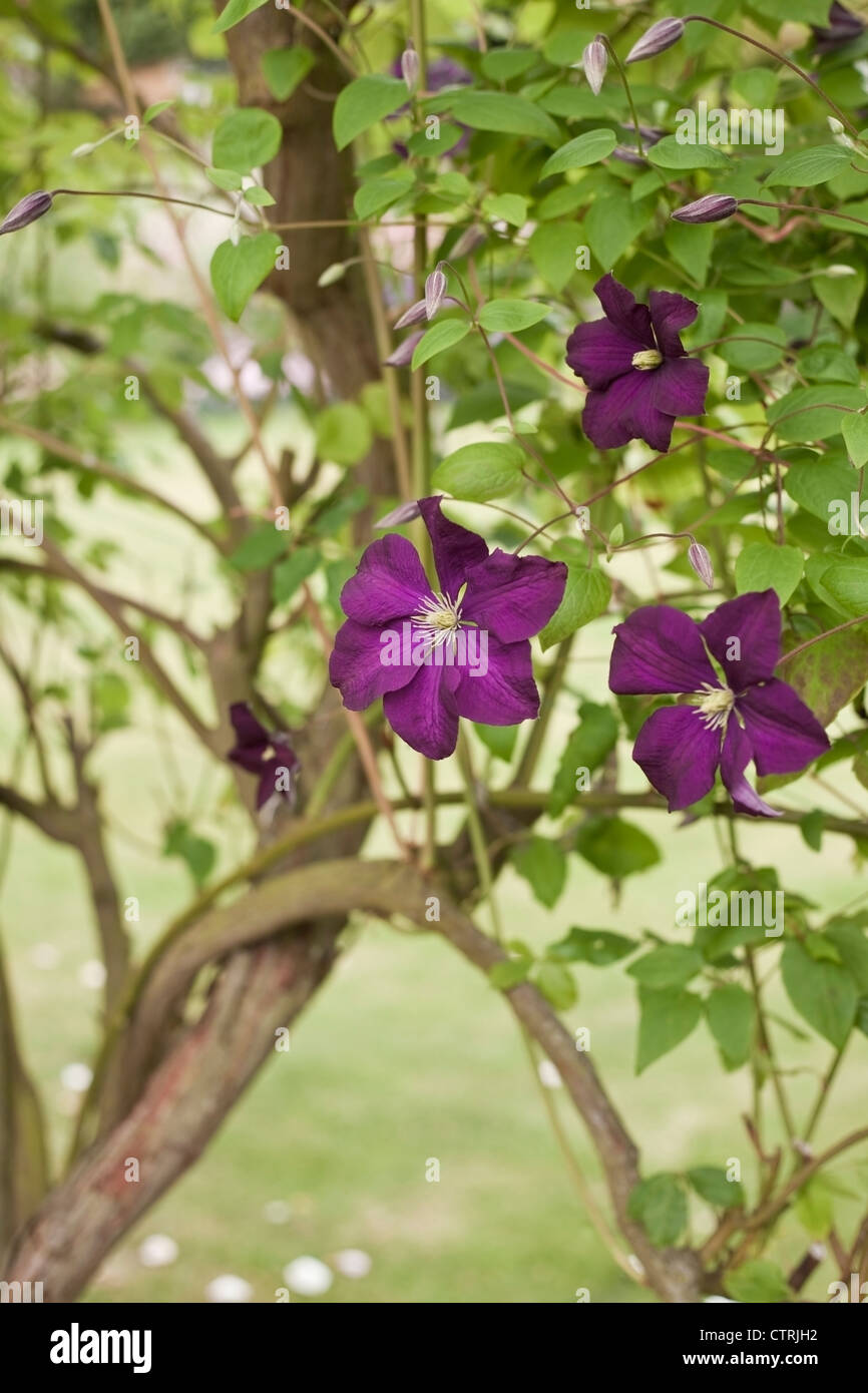 Fioritura estiva scalatore, Clematis 'Etoile Violette' visualizzazione luminosa viola fiorisce tra la luce verde fogliame, Giugno, REGNO UNITO Foto Stock