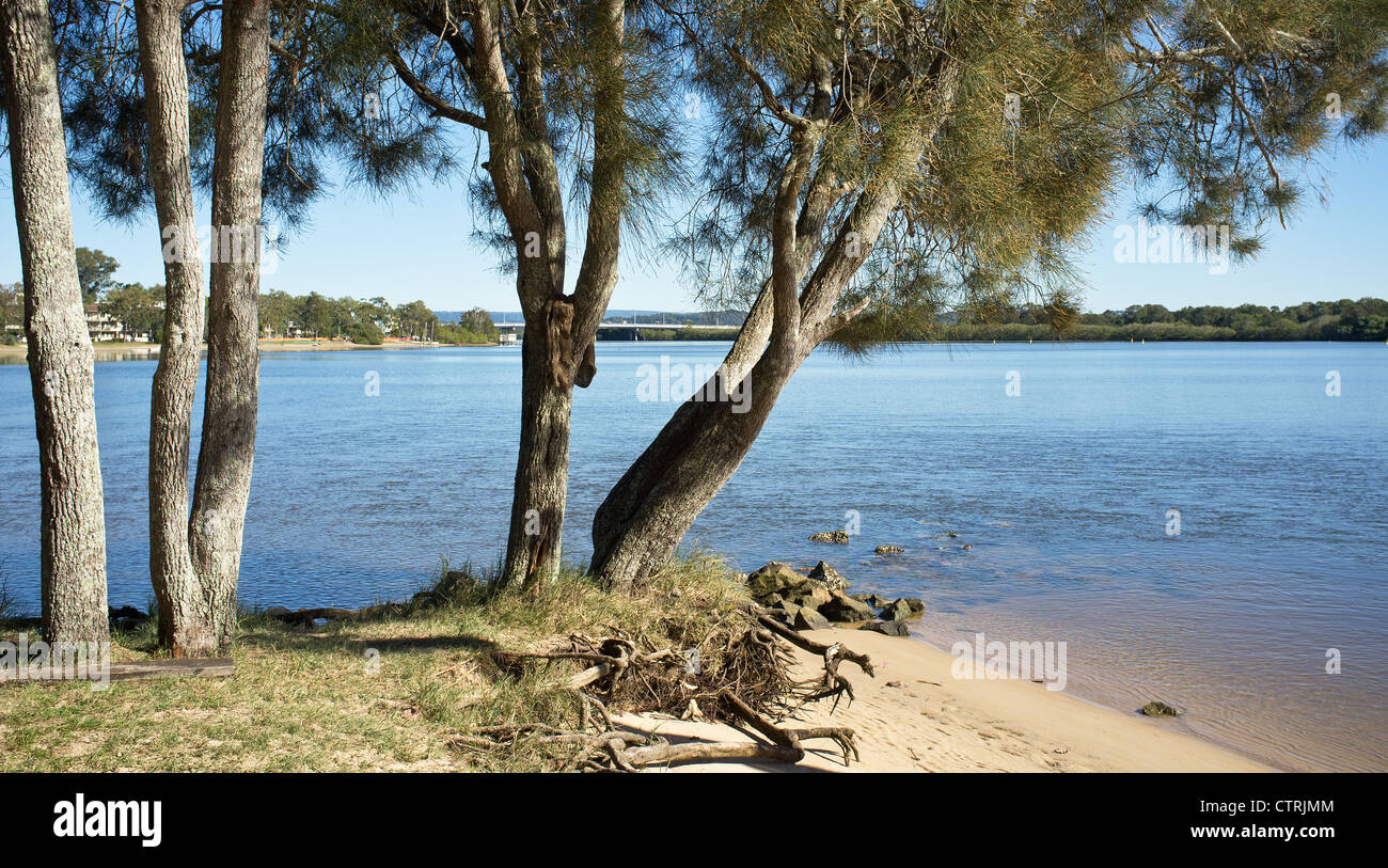 Alberi sulla banca del fiume di Maroochy nel Queensland Foto Stock