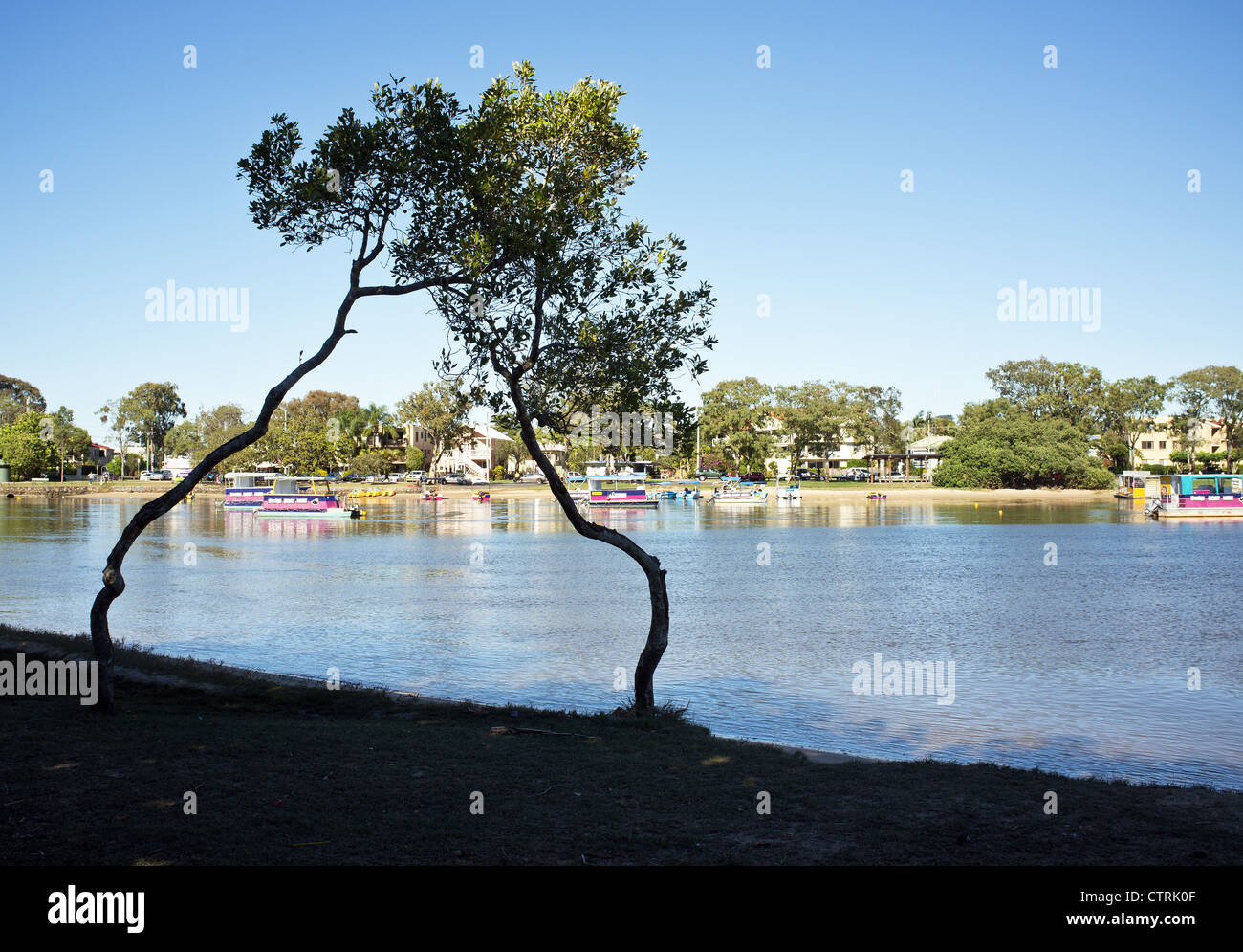 Alberi sulla banca del fiume di Maroochy nel Queensland Foto Stock