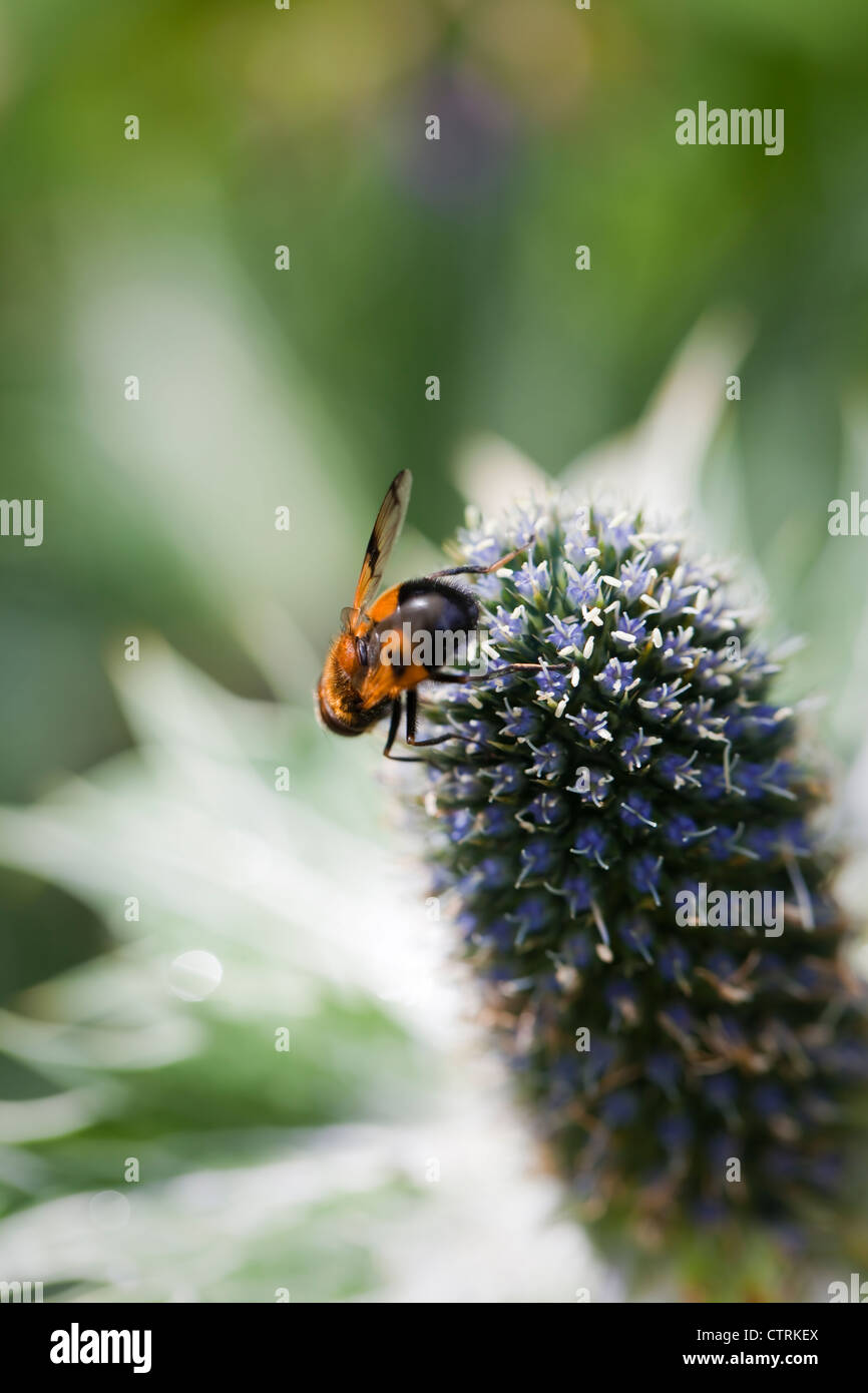 Blu argento, architettonico flowerhead Eryngium giganteum 'Miss Wilmott del fantasma' con alimentazione di bee, Luglio, REGNO UNITO Foto Stock