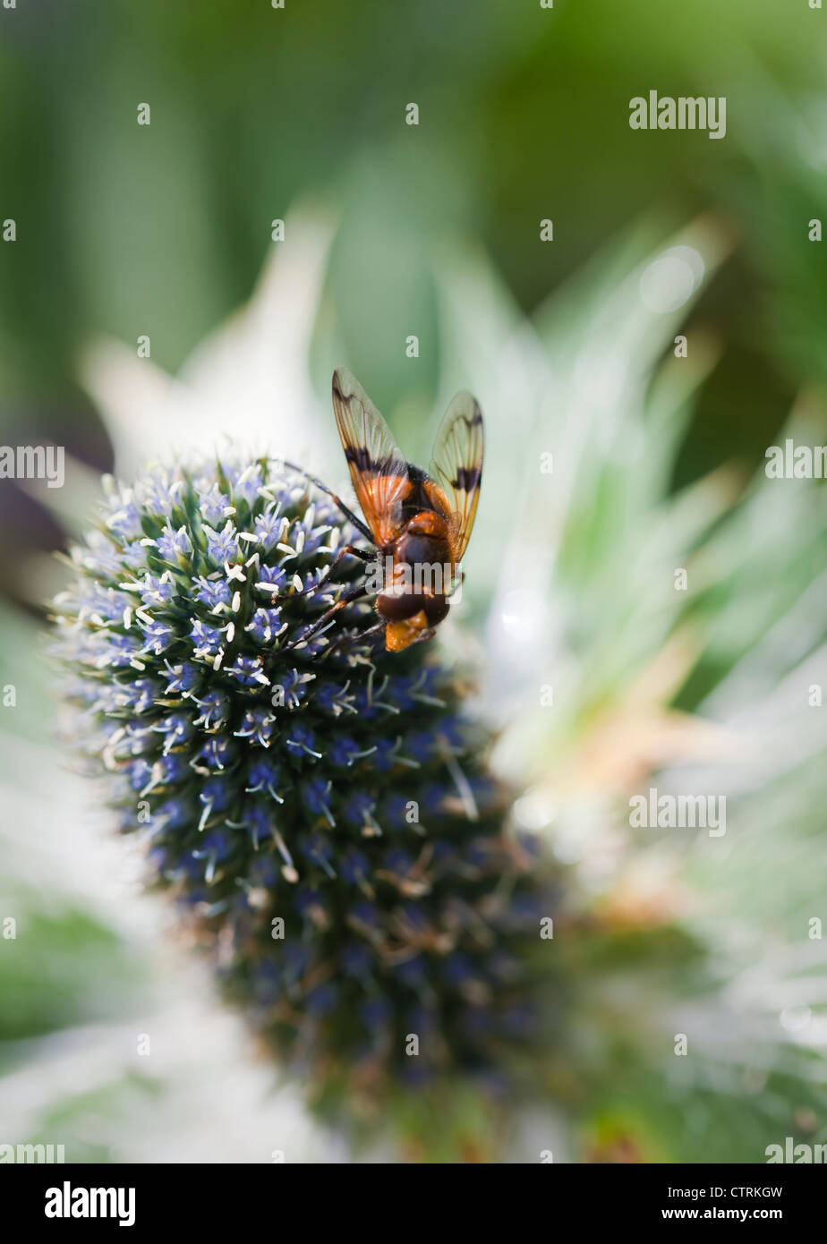 Blu argento, architettonico flowerhead Eryngium giganteum 'Miss Wilmott del fantasma' con alimentazione di bee, Luglio, REGNO UNITO Foto Stock