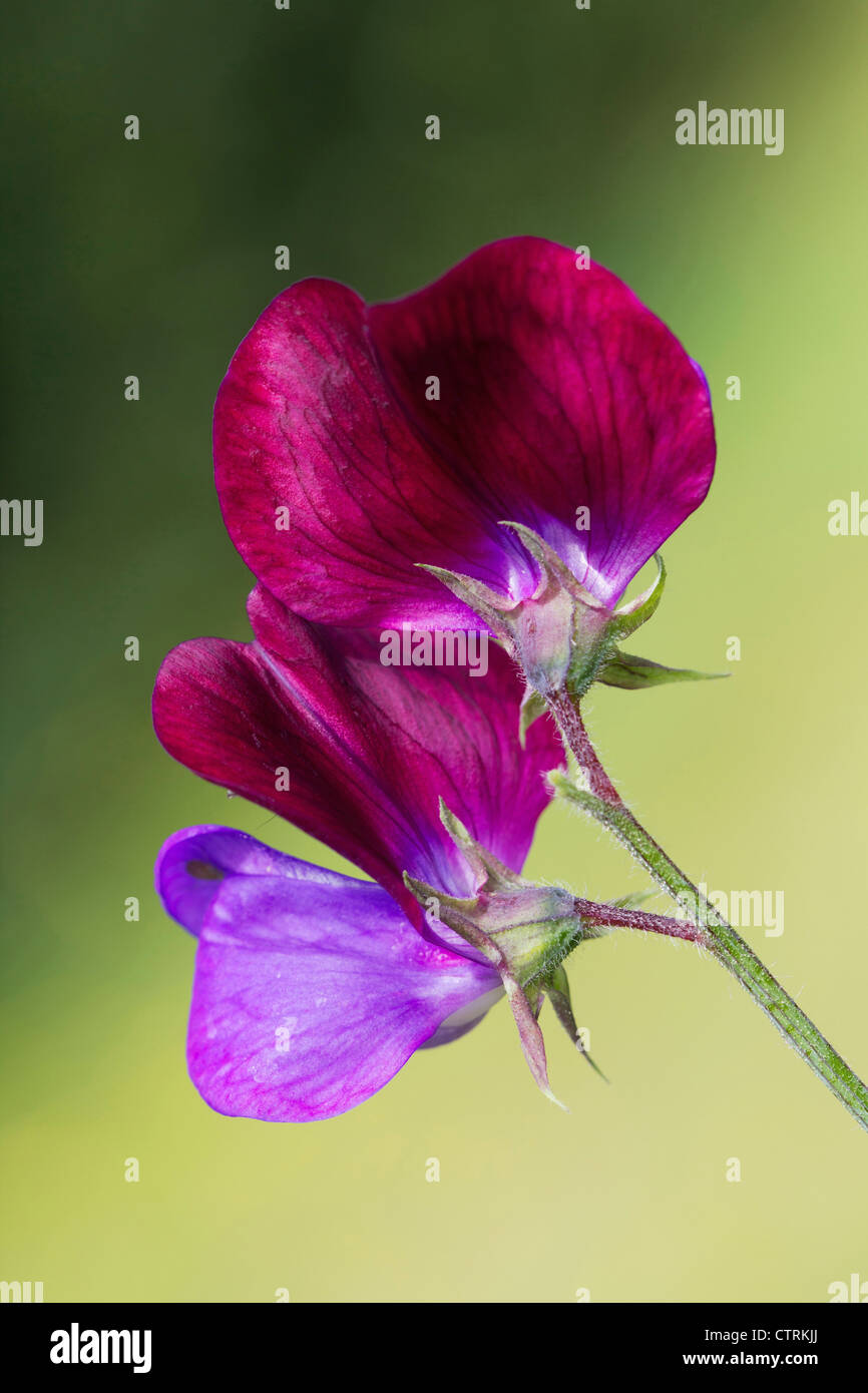 Lathyrus odoratus 'Cupani', pisello dolce, viola, verde. Foto Stock