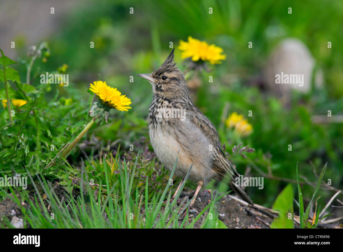 Crested lark (Galerida cristata) maschio seduto per terra nel prato tra fiori selvatici, Germania Foto Stock