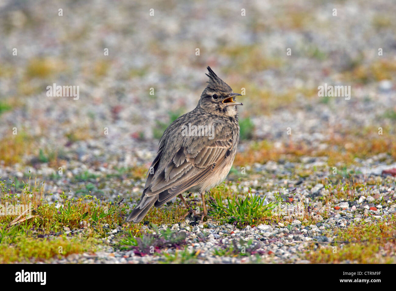 Crested lark (Galerida cristata) maschio seduto a terra e di chiamare, Germania Foto Stock