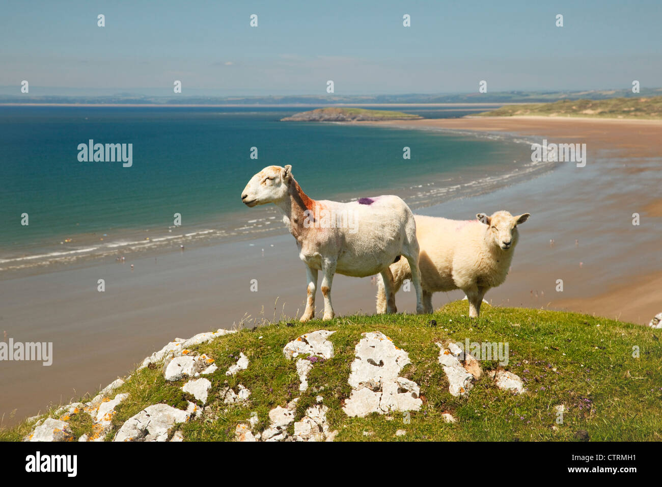 Pecore sul worm penisola di testa, con Rhossili beach in background Foto Stock