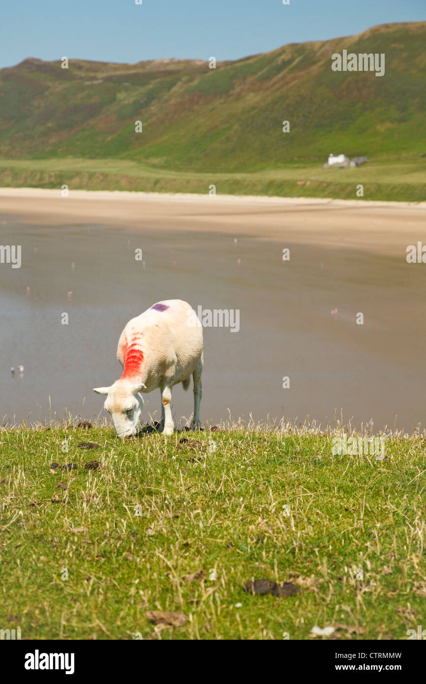 Pecore sul worm penisola di testa, con Rhossili beach in background Foto Stock