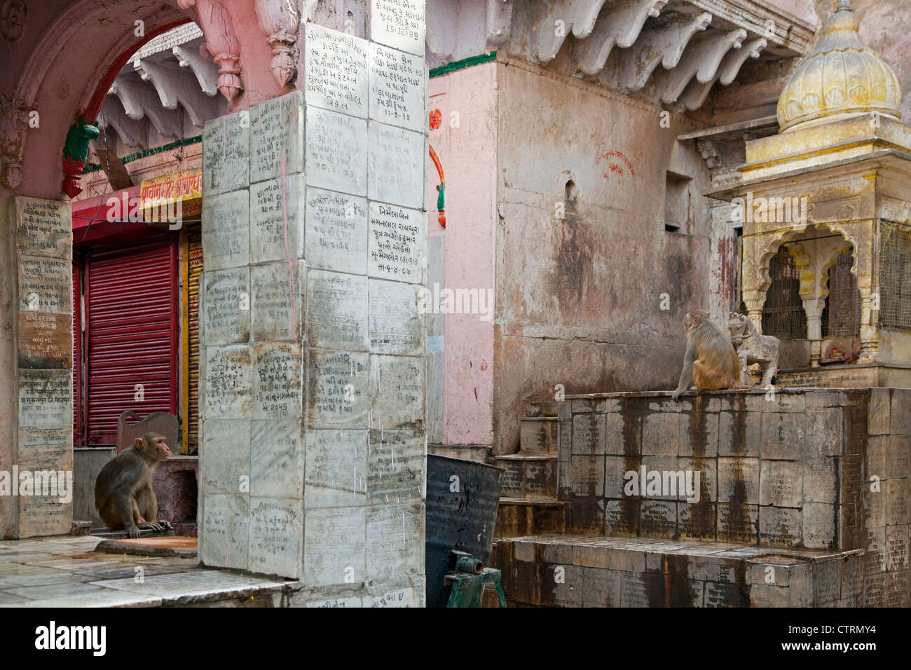 Scimmie macaco al tradizionale bathhouse in Mathura, Uttar Pradesh, India Foto Stock