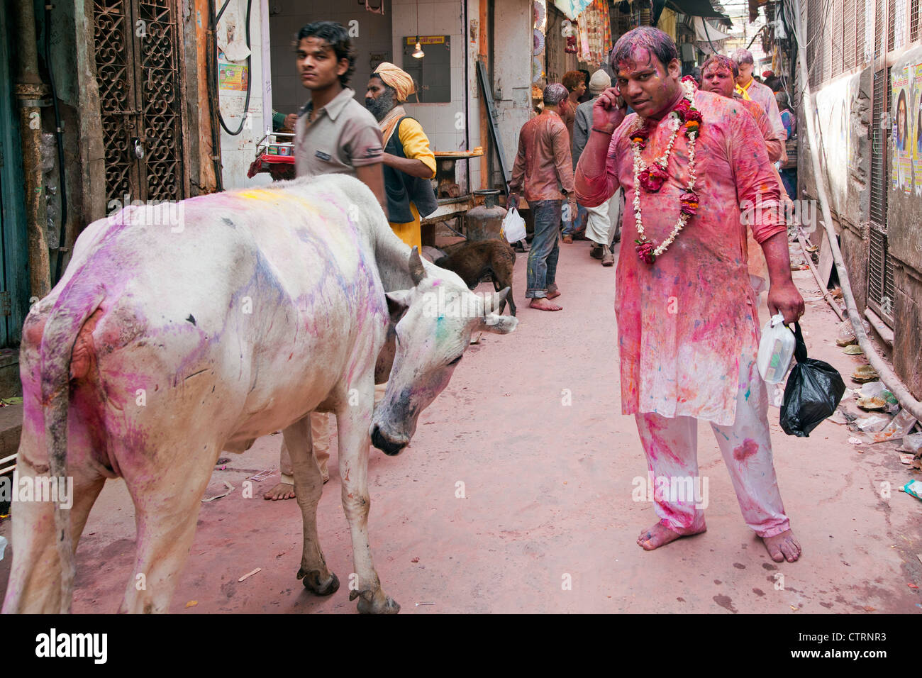Vacca sacra e uomo tinto in rosso con cellulare celebra la Holi festival in Vrindavan, Uttar Pradesh, India Foto Stock