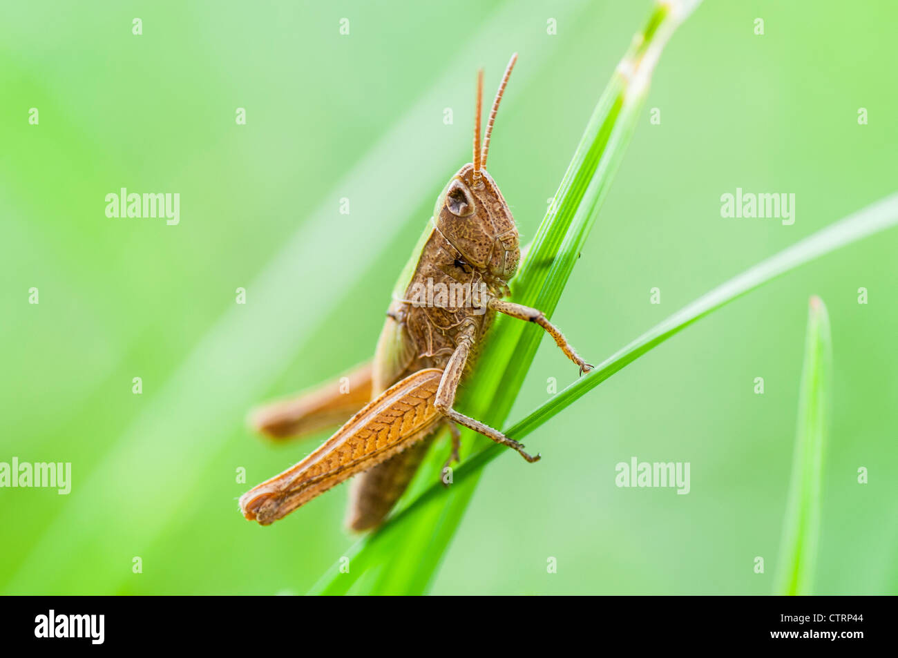 Grasshopper, macro. Foto Stock