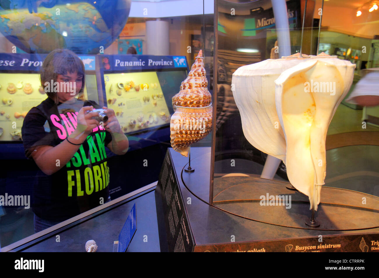 Florida,Contea di Lee,Sanibel Island,Sanibel,Bailey Matthews Shell Museum,mostra collezione informazioni,collezione,mostra vendita gigante,ragazza gi Foto Stock