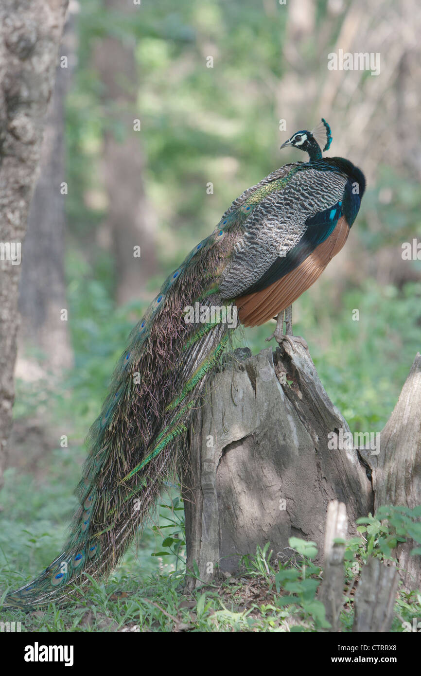 L'incredibile peacock strutting la mercanzia in Kabini backwaters , Nagarhole a Rajiv Gandhi Riserva della Tigre Foto Stock